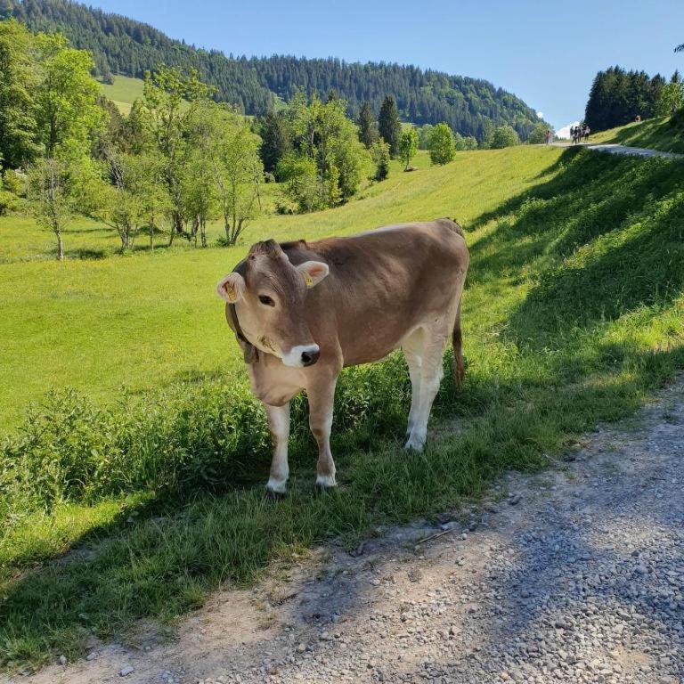Ferienwohnung Allgaeuglueck Im Ferienpark Oberallgaeu Mit Hallenbad, Sauna, Wlan Міссен-Вільгамс Екстер'єр фото